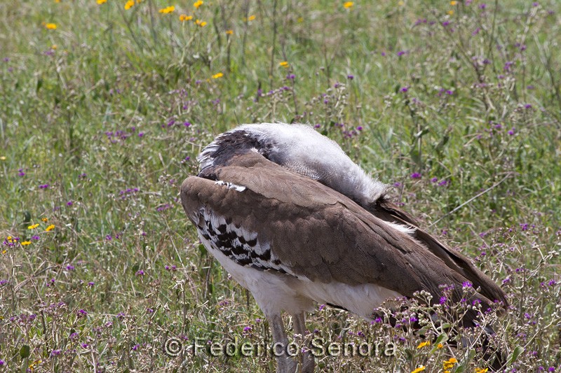 tanzanie_oiseau_ngorongoro_053