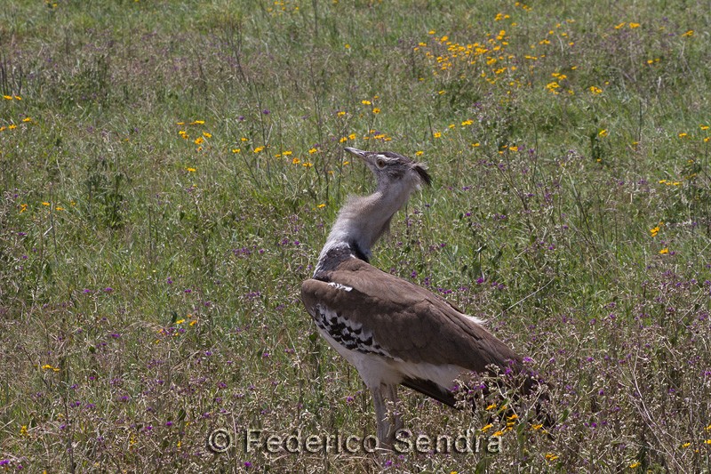tanzanie_oiseau_ngorongoro_054