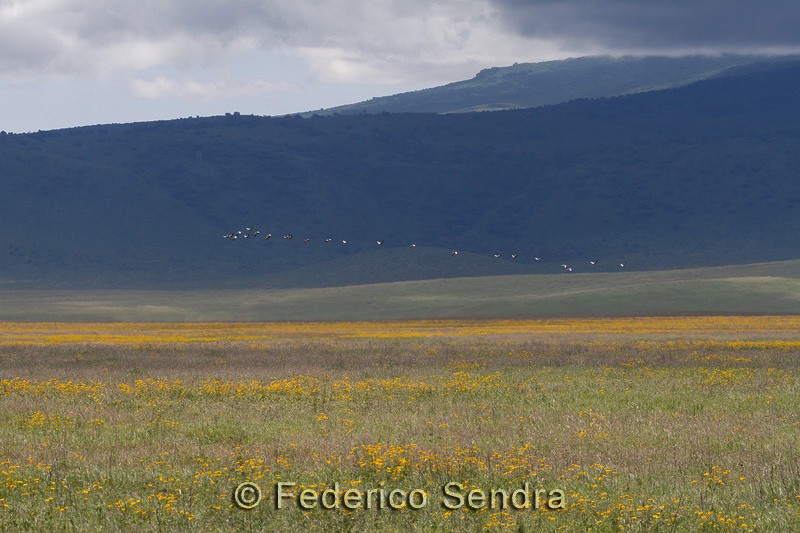 tanzanie_oiseau_ngorongoro_055