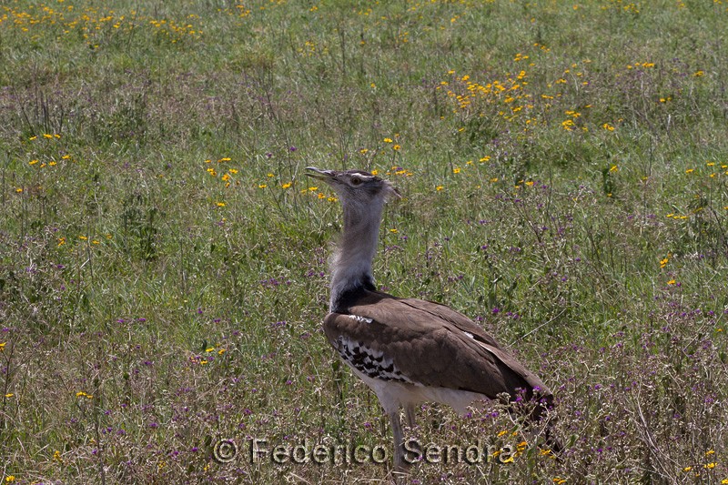 tanzanie_oiseau_ngorongoro_056