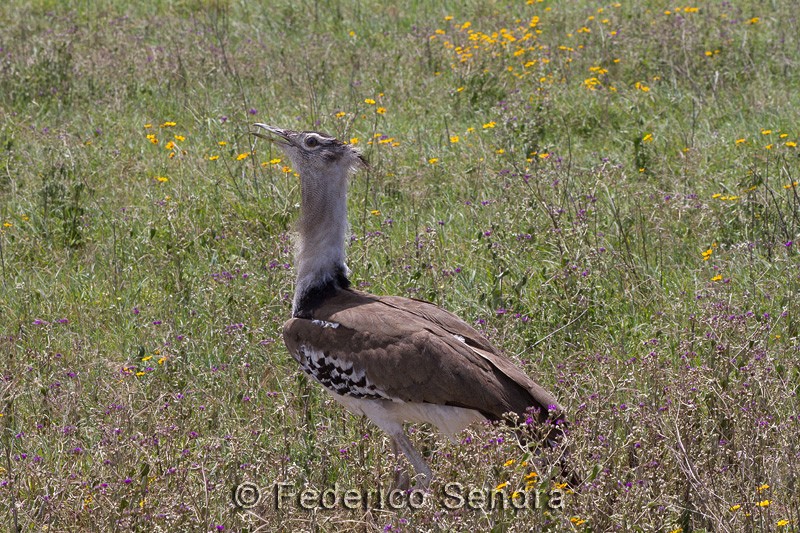 tanzanie_oiseau_ngorongoro_057