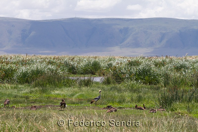 tanzanie_oiseau_ngorongoro_058