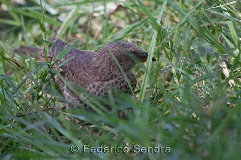 tanzanie_oiseau_ngorongoro_059