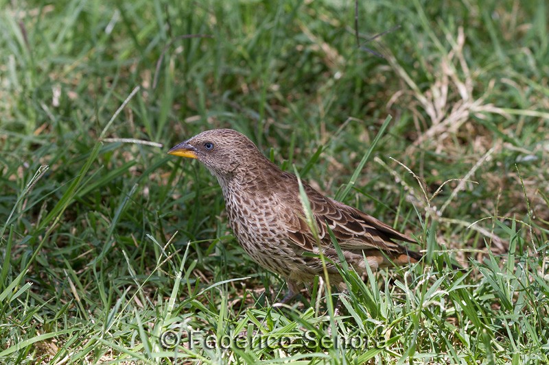tanzanie_oiseau_ngorongoro_060