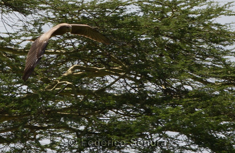 tanzanie_oiseau_ngorongoro_061