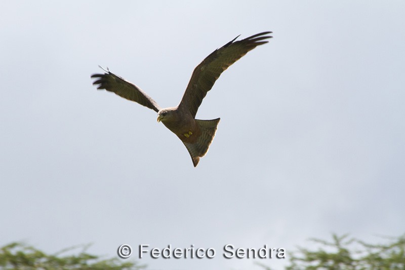 tanzanie_oiseau_ngorongoro_062