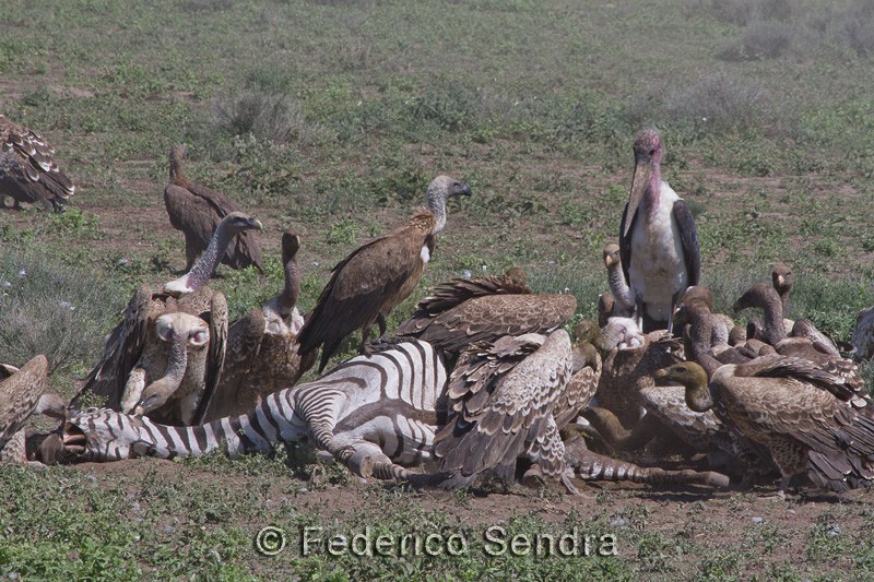 tanzanie_oiseau_ngorongoro_063