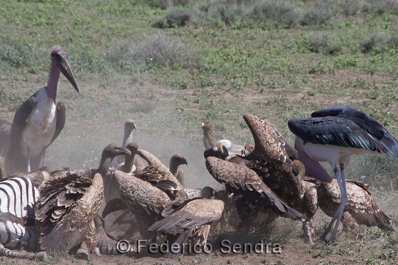 tanzanie_oiseau_ngorongoro_064
