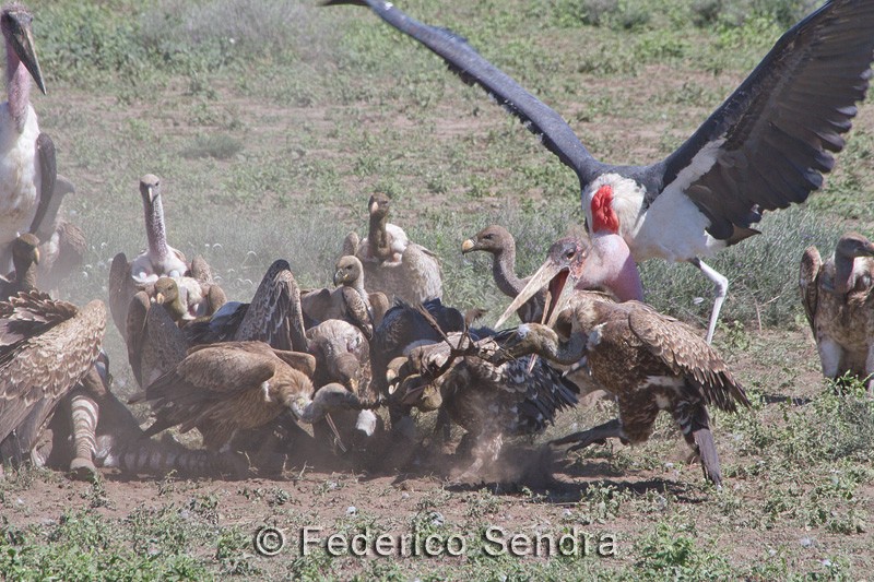 tanzanie_oiseau_ngorongoro_065
