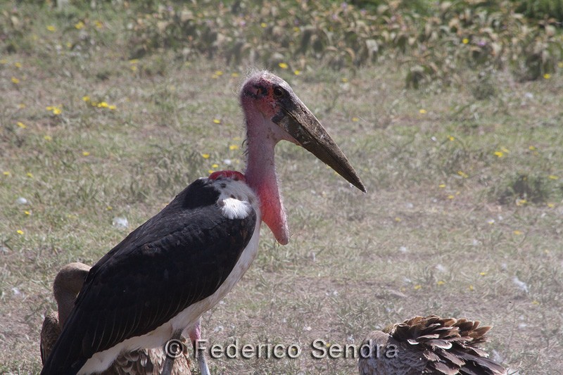 tanzanie_oiseau_ngorongoro_066