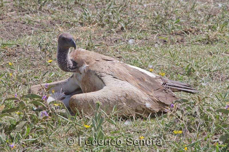 tanzanie_oiseau_ngorongoro_067