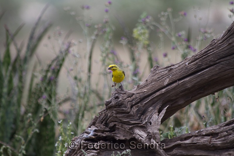 tanzanie_oiseau_ngorongoro_068