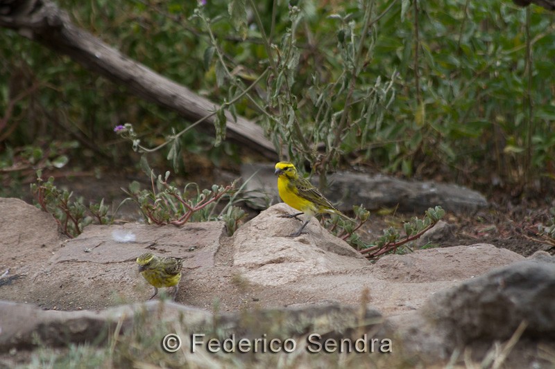 tanzanie_oiseau_ngorongoro_069