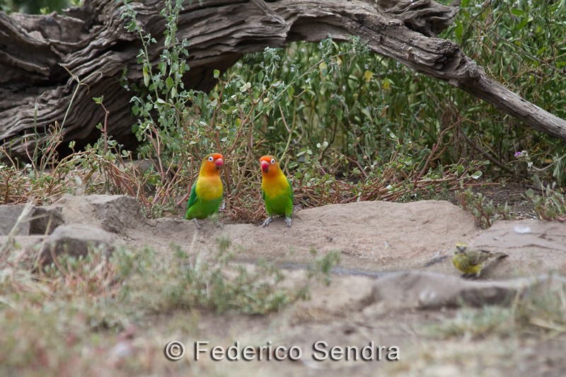tanzanie_oiseau_ngorongoro_070