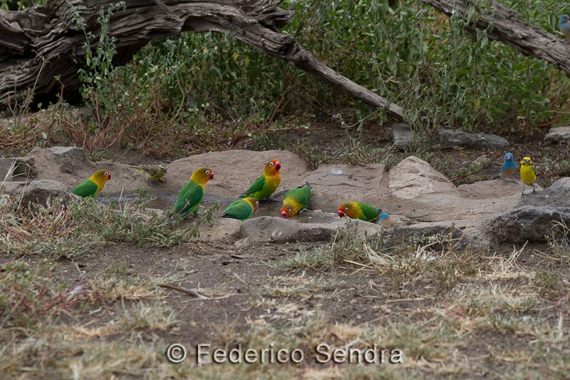 tanzanie_oiseau_ngorongoro_071