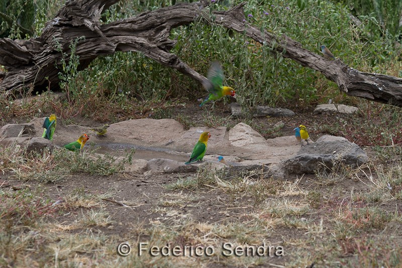tanzanie_oiseau_ngorongoro_072