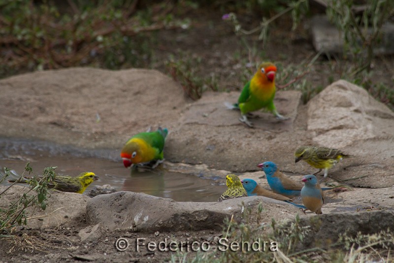 tanzanie_oiseau_ngorongoro_073