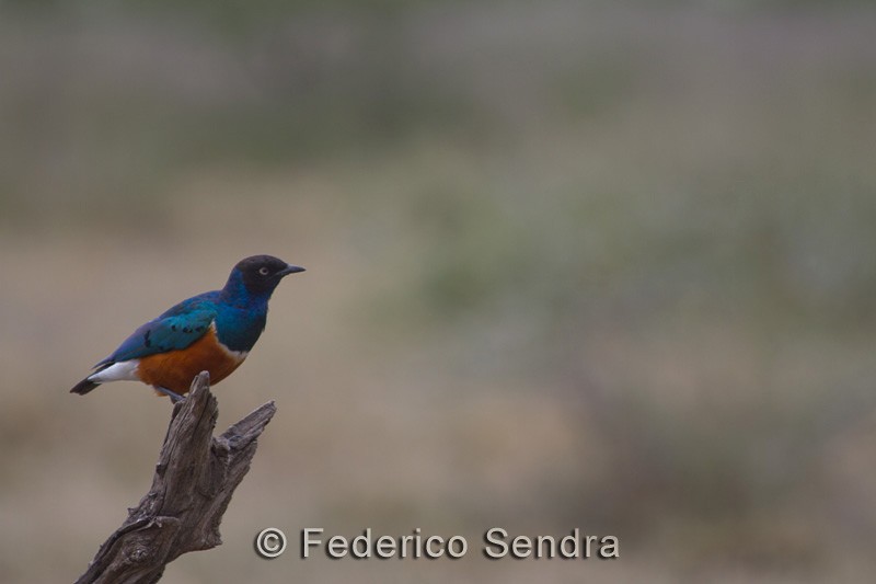 tanzanie_oiseau_ngorongoro_074