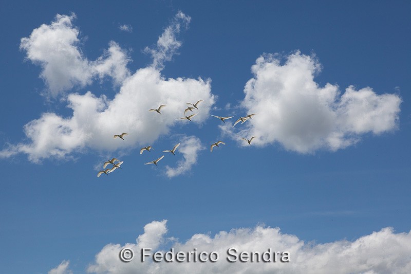 tanzanie_oiseau_ngorongoro_075