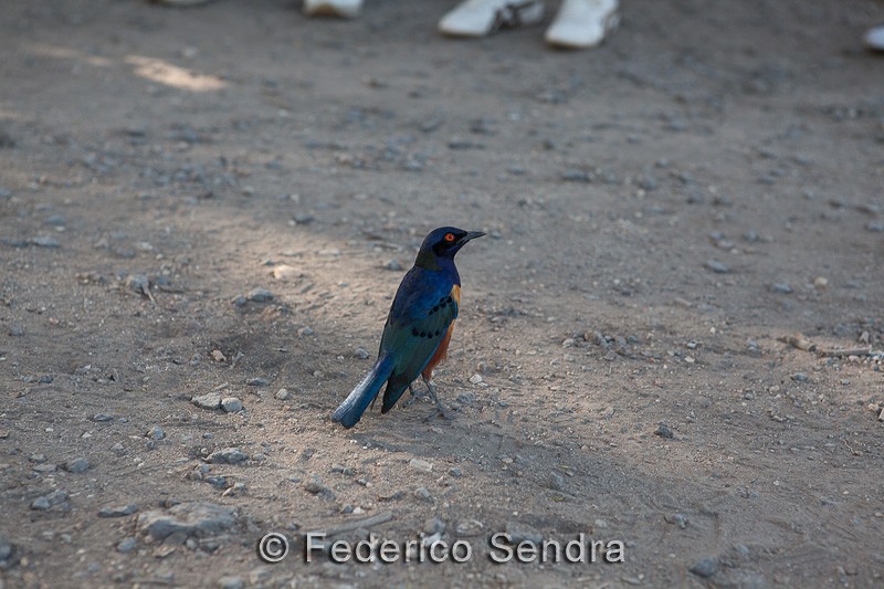 tanzanie_oiseau_ngorongoro_076