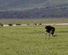 tanzanie_safari_ngorongoro_103