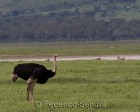 tanzanie_safari_ngorongoro_104