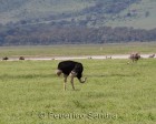 tanzanie_safari_ngorongoro_105