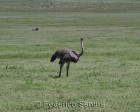 tanzanie_safari_ngorongoro_106