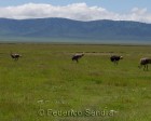 tanzanie_safari_ngorongoro_107