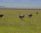 tanzanie_safari_ngorongoro_108
