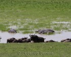 tanzanie_safari_ngorongoro_110