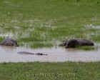 tanzanie_safari_ngorongoro_111