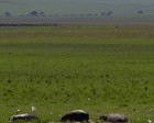 tanzanie_safari_ngorongoro_112