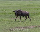 tanzanie_safari_ngorongoro_117