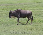 tanzanie_safari_ngorongoro_118