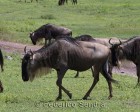 tanzanie_safari_ngorongoro_119