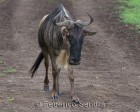 tanzanie_safari_ngorongoro_121