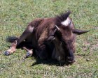 tanzanie_safari_ngorongoro_122