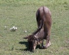 tanzanie_safari_ngorongoro_123