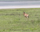 tanzanie_safari_ngorongoro_124
