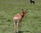 tanzanie_safari_ngorongoro_125