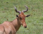 tanzanie_safari_ngorongoro_126