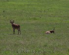 tanzanie_safari_ngorongoro_127