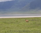 tanzanie_safari_ngorongoro_128