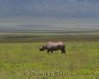 tanzanie_safari_ngorongoro_130