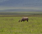 tanzanie_safari_ngorongoro_131