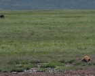 tanzanie_safari_ngorongoro_132
