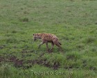 tanzanie_safari_ngorongoro_133