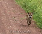 tanzanie_safari_ngorongoro_134