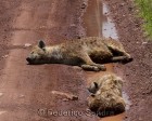 tanzanie_safari_ngorongoro_135